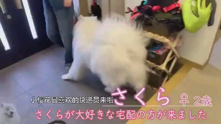 【评价】日本网友家有只超级喜欢快递员的狗子，每次快递大叔上门都围着人家疯狂撒娇，简直就是微笑天使[一阶段]的第1张示图