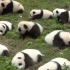 熊猫大丰收  工人们挥汗如雨正在抢收！