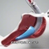 喉罩是什么，与气管插管和气管切开区别，3D演示。。