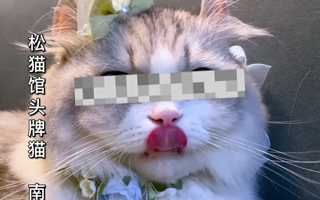 《明日喵法》：想养猫的 一定要让男人看到这个视频！