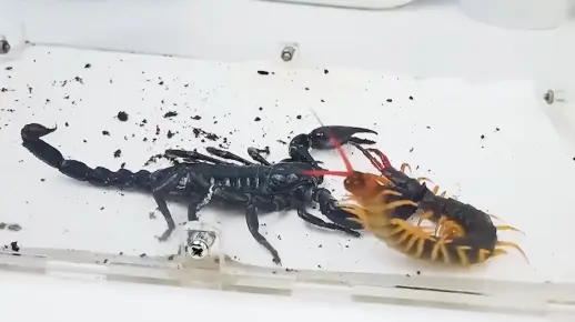 蠍子 VS 蜈蚣，结局不可思议