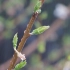 【空镜头】 树叶绿芽嫩芽下雨春天植物 视频素材分享