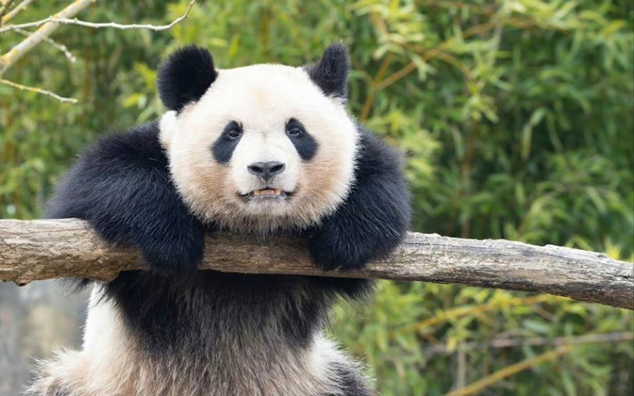 【上海动物园保证：我们绝对不会再出租或赠送任何一只熊猫给美国】这话没打马虎眼，因为上海现在根本没有属于自己的熊猫！（刚刚在孟菲斯死亡的乐乐，属于上海动物园）
