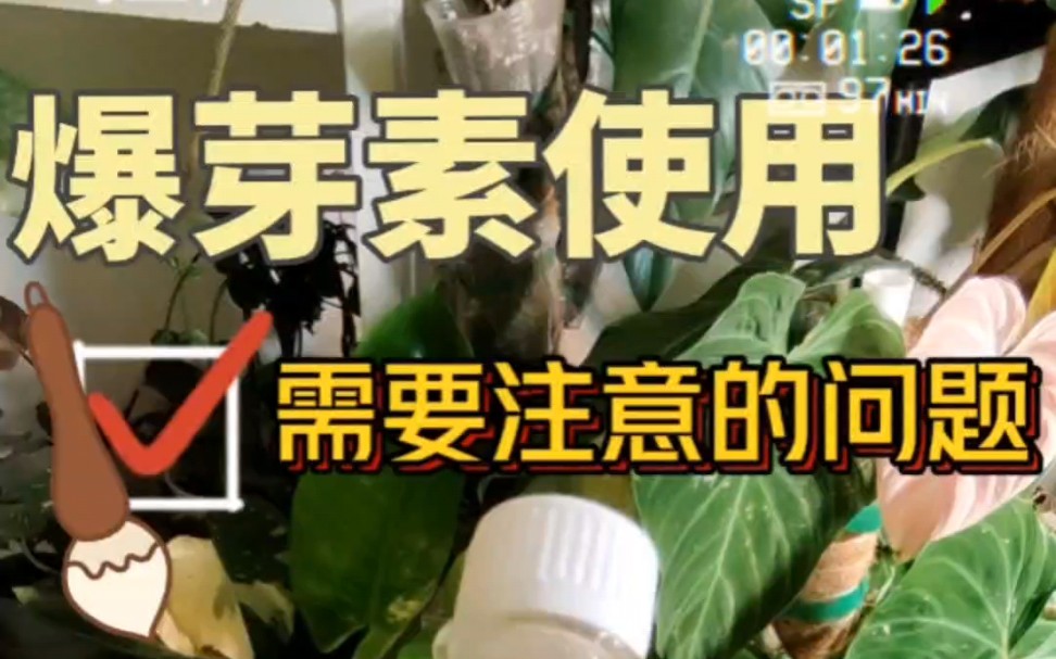 爆芽素使用需要注意的一些问题