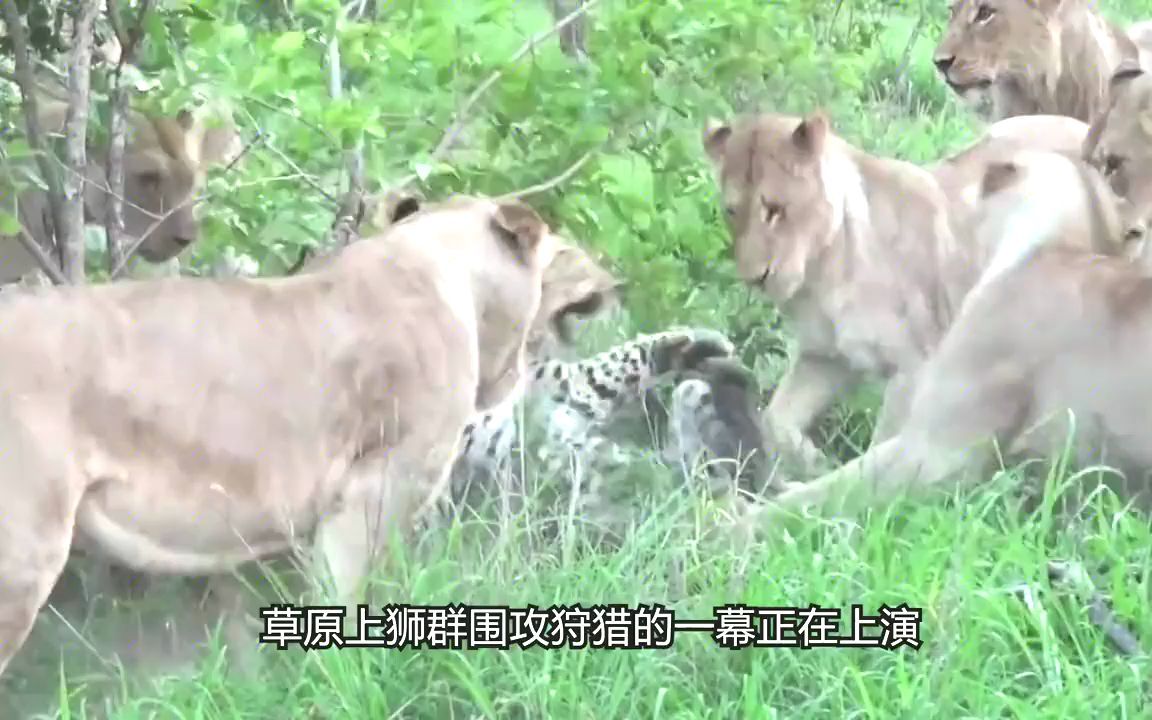 1只花豹捅了狮子窝,被12只狮子疯狂撕扯,插翅也难逃