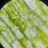 #叶绿体#细胞质的流动#用高倍显微镜观察叶绿体和细胞质的流动