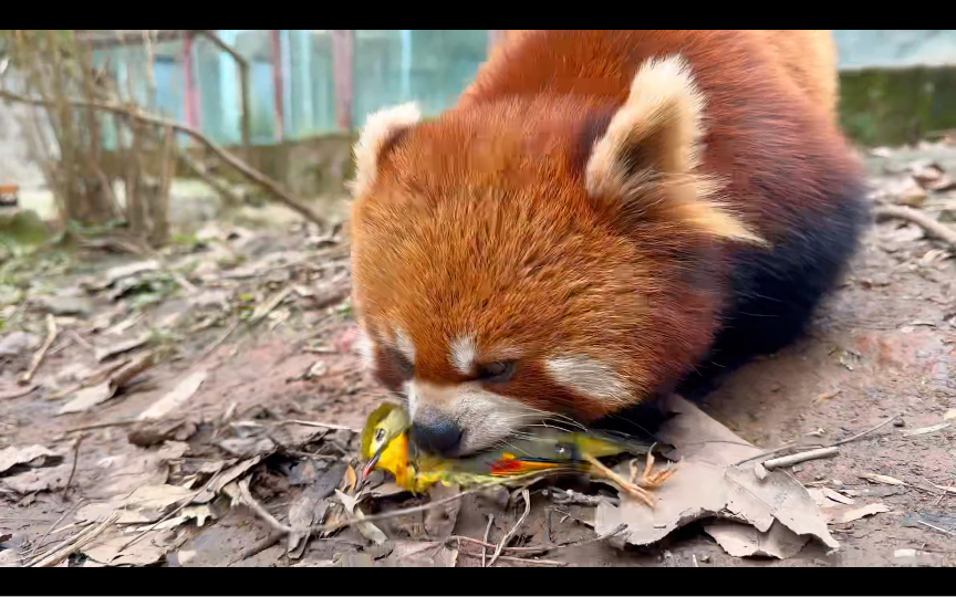【红熊猫】吃个小鸟，打个牙祭！