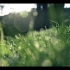 【空境素材】-草、雾、自然、露珠、绿色、阳光；4K无版权素材