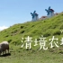 Vlog 4 | 到山里的清境农场看羊羊 好治愈喔