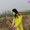 经典老歌《我心爱的小马车