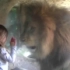 小女孩隔着玻璃给狮子一吻，竟换来意想不到的结果！
