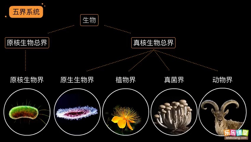生物的命名及演变
