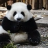 【大熊猫和花】duang地一下摔在地上，为了掩饰尴尬用腿腿挠挠胳肢窝