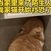 社恐小猫