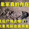大象死后尸体去哪了？象冢真的存在吗？为何大象死前会离开象群
