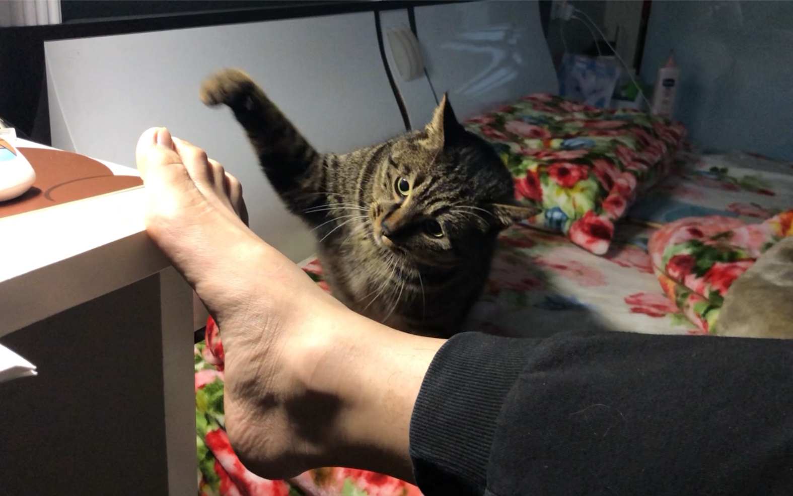 【中华很凶猫】看我不把你这只脚给废了!