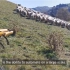 5月19日，波士顿动力发布一段视频，机器狗在新西兰草场上放牧绵羊