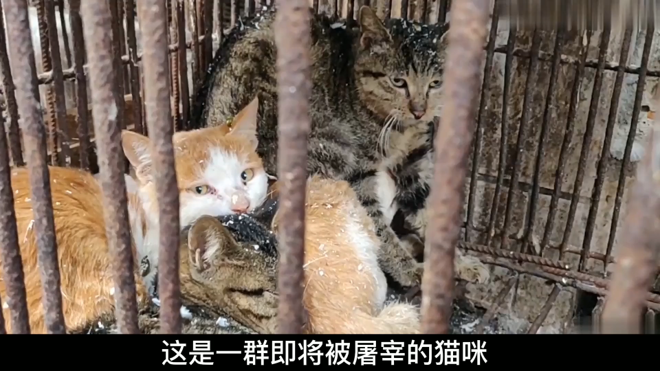 比流浪猫还惨的猫咪面对猫肉贩子残忍虐待拼死保护并诞下幼崽