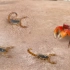 饥饿的螃蟹遇上剧毒蝎子，下一秒场面立马失控，可怕的事情发生了