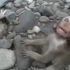 小猴子想要逃跑，一路上骂骂咧咧