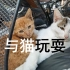 邯郸校区南区的两只猫