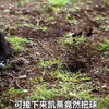 子爵犹豫着要娶哪位美女