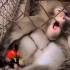 发愤的猴子