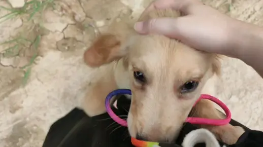 又顶着被扒拉了一身的狗屎去上班(´-ι_-｀)