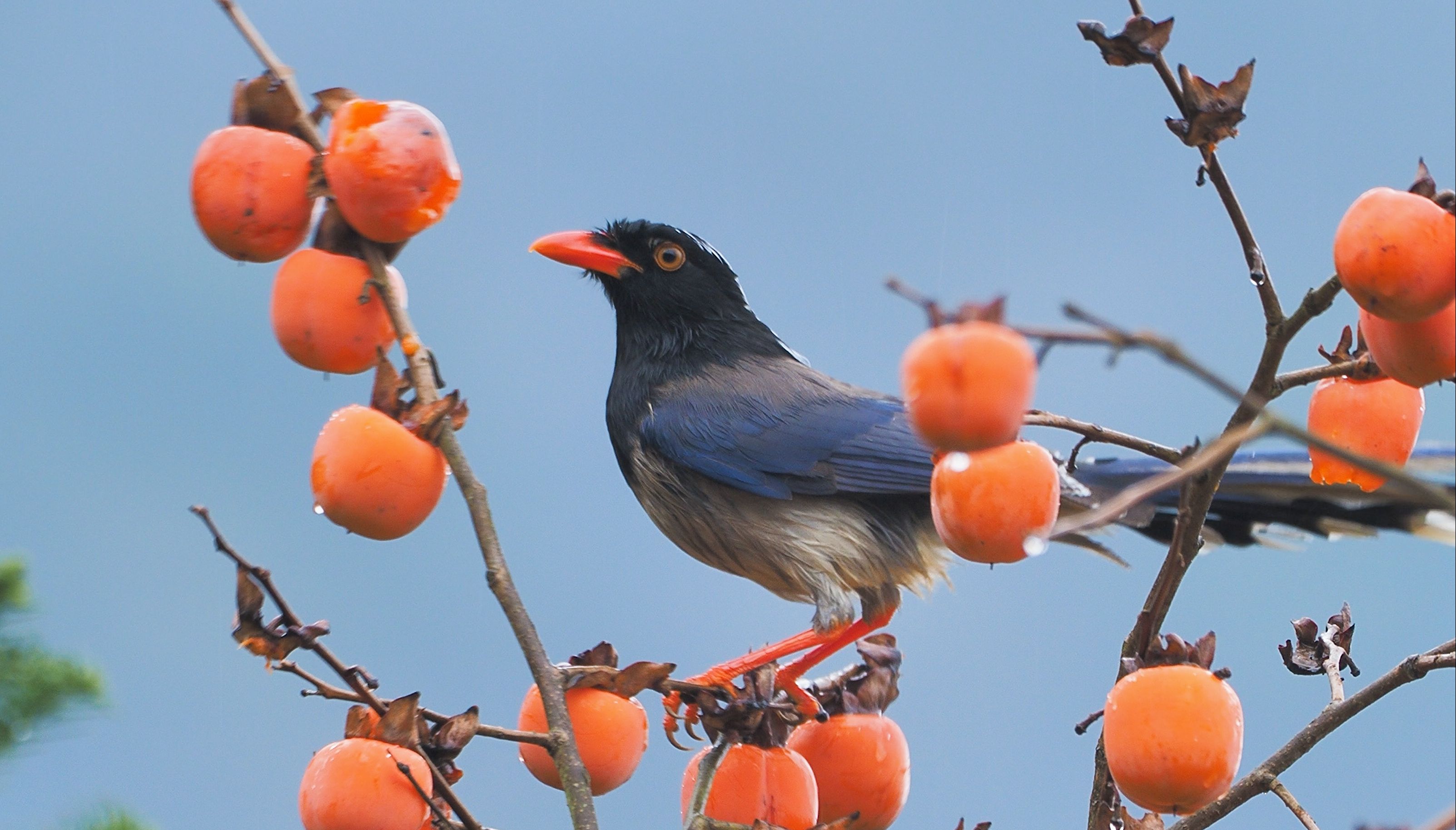 【红嘴蓝鹊】红嘴红爪红柿子，蓝天蓝羽蓝鹊鹊，是你是我事事如意……