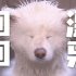 日本狗狗专用温泉，带上自家狗子来泡澡吧【中日双语】【日本新闻】