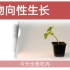 【今天学生物 03】植物向性生长典型场景例题分析之“旋转的盒子与花盆”