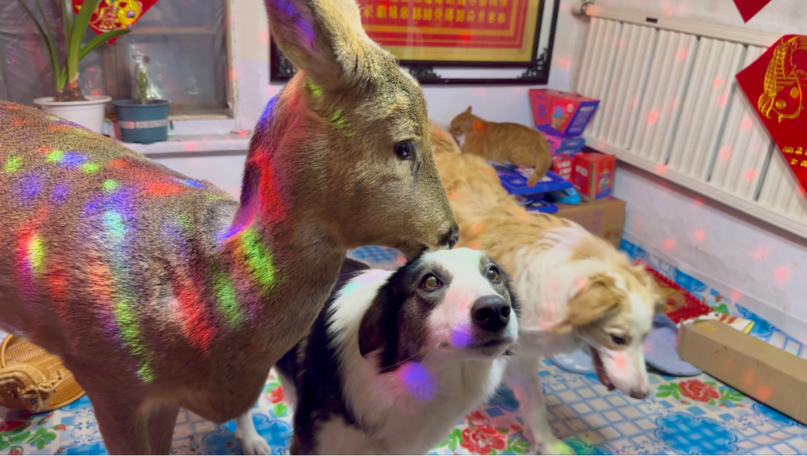 “福鹿兽”的新年祝福，火炕上的狂欢夜！
