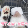 洁癖兽医为什么喜欢给猫剃胡子
