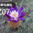 【植物分类与系统发育】BZ07 睡莲目 睡莲科 芡属 萍蓬草属