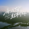 【央视】纪录频道CCTV-9《海边有片红树林