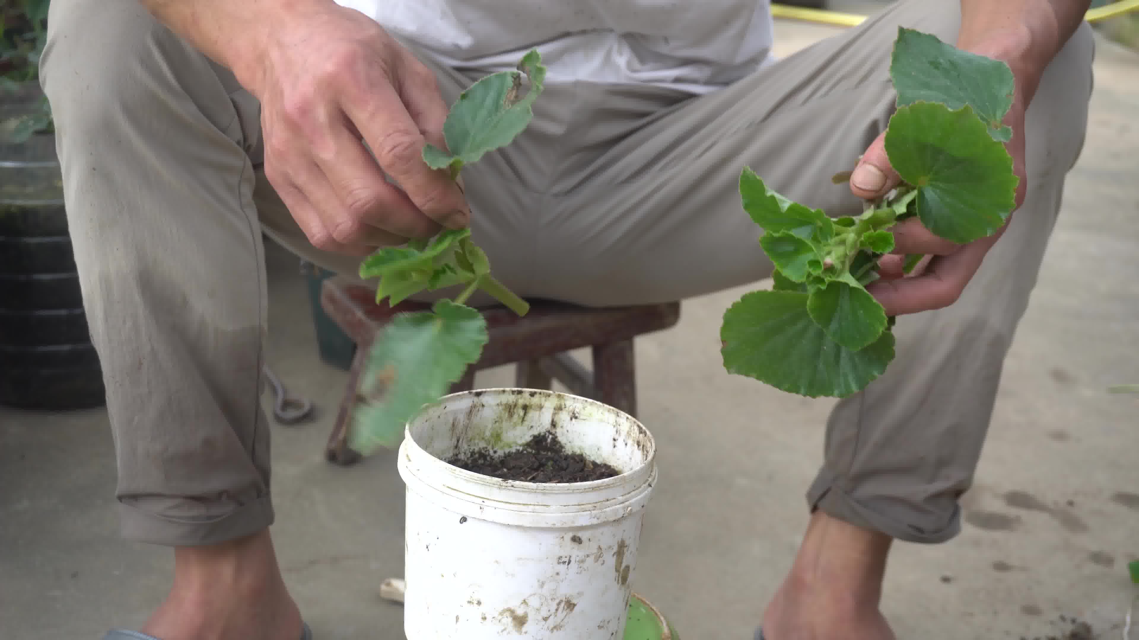 四季海棠扦插繁殖超简单，不用生根粉，几根枝条就能长成一大盆
