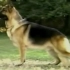 德国牧羊犬 | AKC犬种系列
