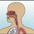 冀人版小学科学四年级下册四.11.3认识呼吸器官