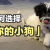 如何选择你的第一只狗狗❗️领养篇 | 新手养狗入门指南