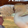 男人救了一只脖子被卡住的天鹅，结果却收获了意想不到的惊喜 #人与动物发生感人的故事 #万物皆有灵性 #人与动物和谐共处