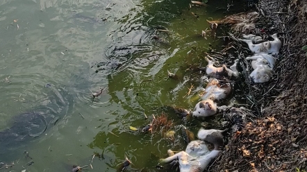死尸生态处理池
