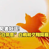 见者好运！“白凤凰”白鹇和夕阳同框，宛如一幅吉祥美好幸福的新年“祥瑞图