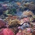 珊瑚之美
