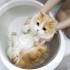 别的小猫咪都只洗爪爪，凭什么我洗澡啊？？？【花花与三猫】
