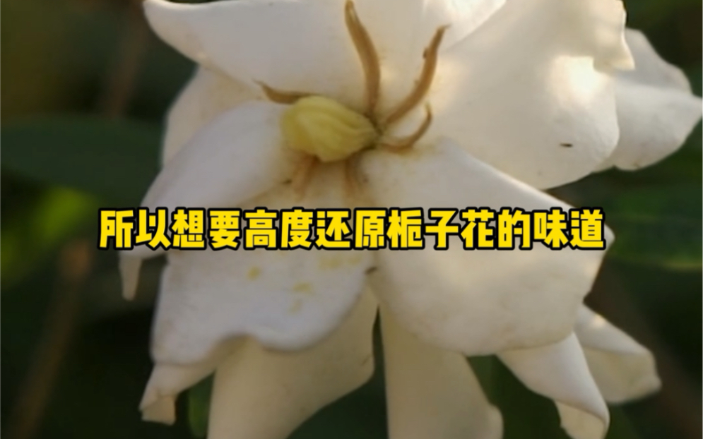 我喜欢春天的樱花,夏天的矢车菊,还有你身上【花词】的清香.哔哩哔哩bilibili