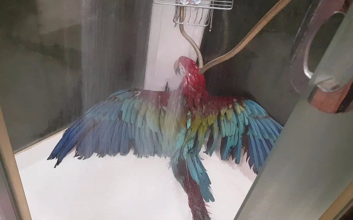 这鹦鹉在洗澡方面可能比很多人都自觉🤔