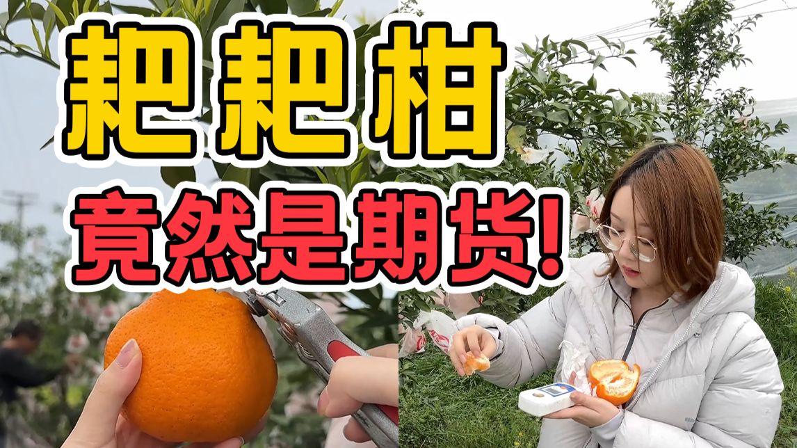 为了找最好吃的耙耙柑，我发现了这个行业的秘密...