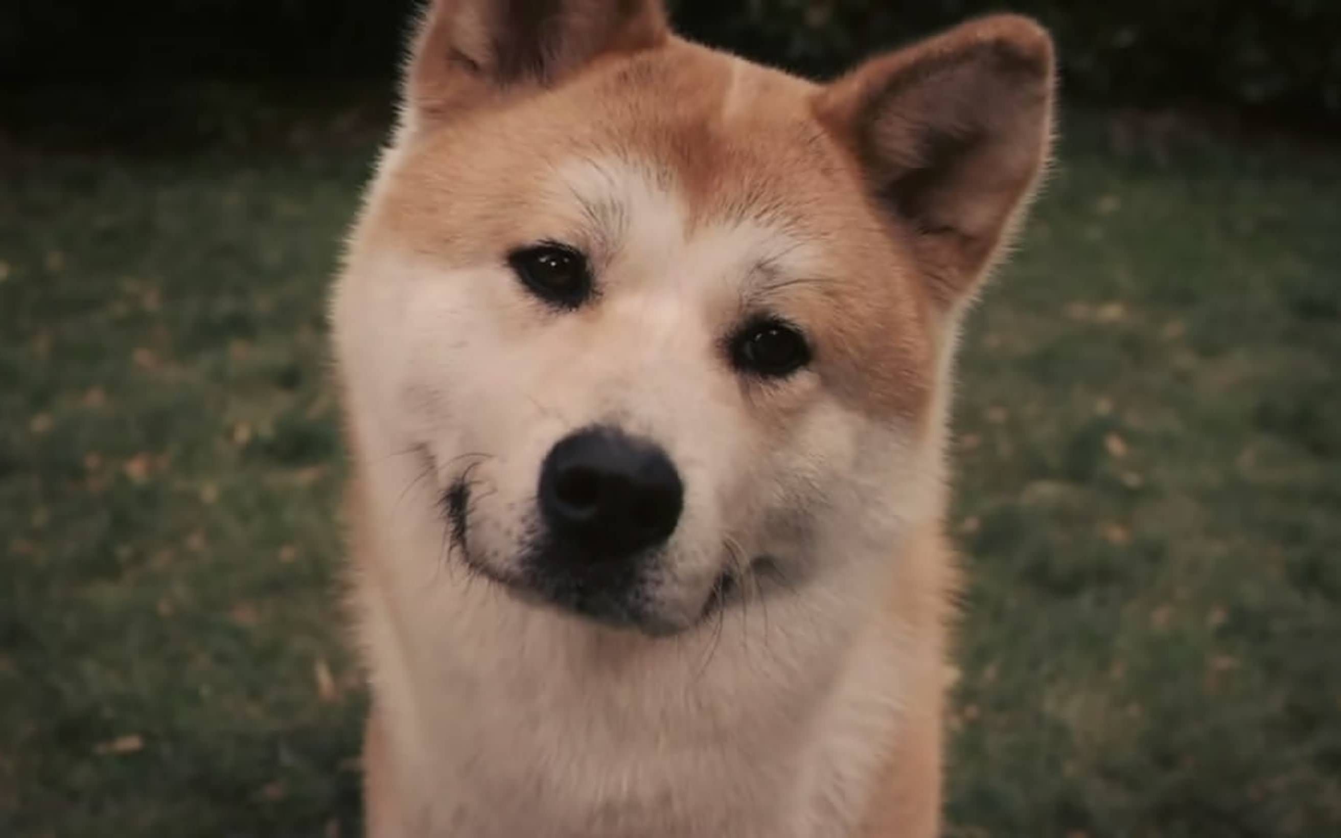 忠犬八公的故事-电影-高清在线观看-百度视频