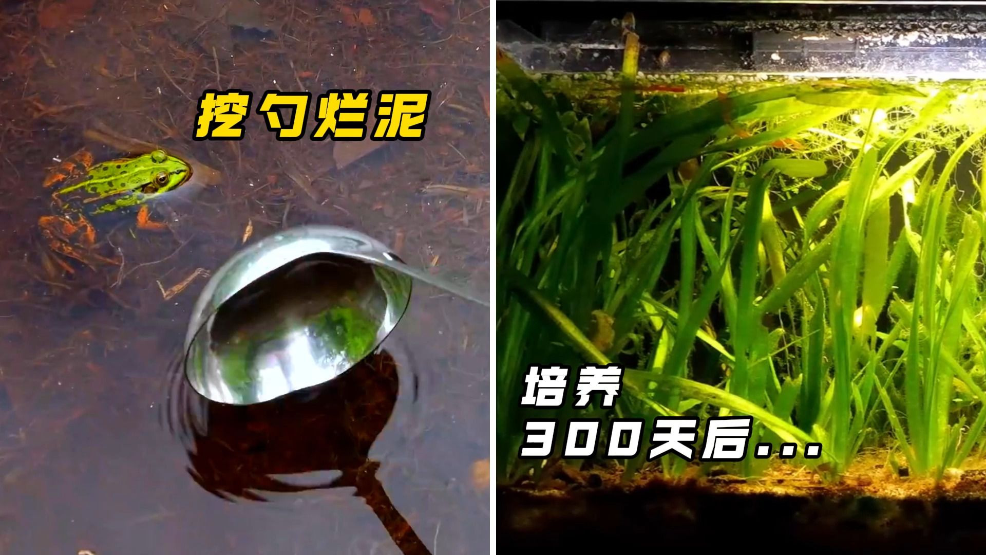 把一缸泥土培养300天后，会发展成什么样的生态体系？