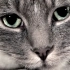 【EF字幕组】哀猫日记|Sad Cat Diary | Buzzfeed